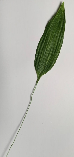 Blatt grün, schmal spitz (Spitzwegerichblatt)